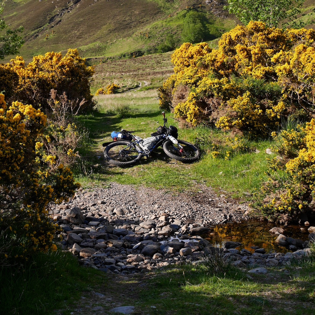 Gorse along Abhainn Srath na Sealga