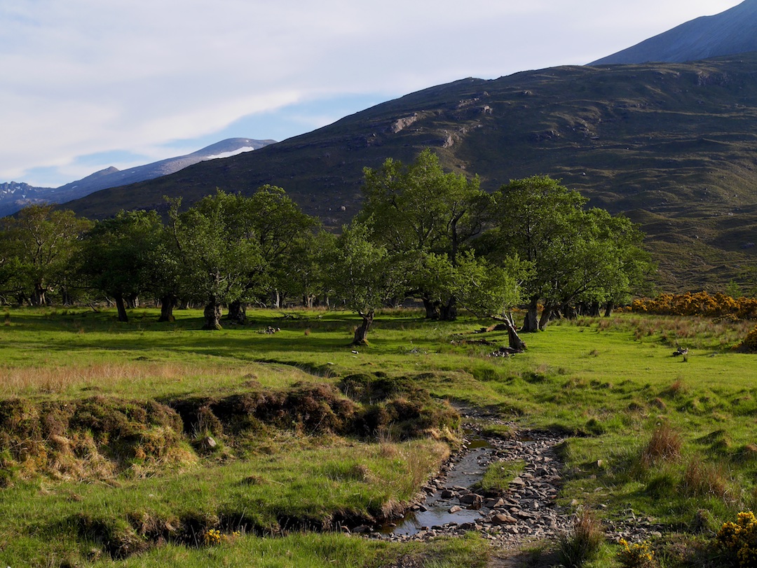 Copse next to Abhainn Srath na Sealga