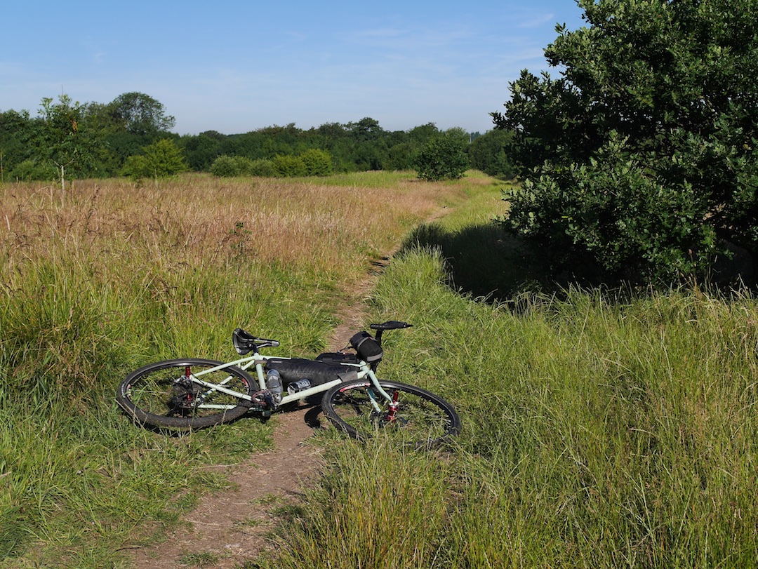 Straggler in Stretford Meadows