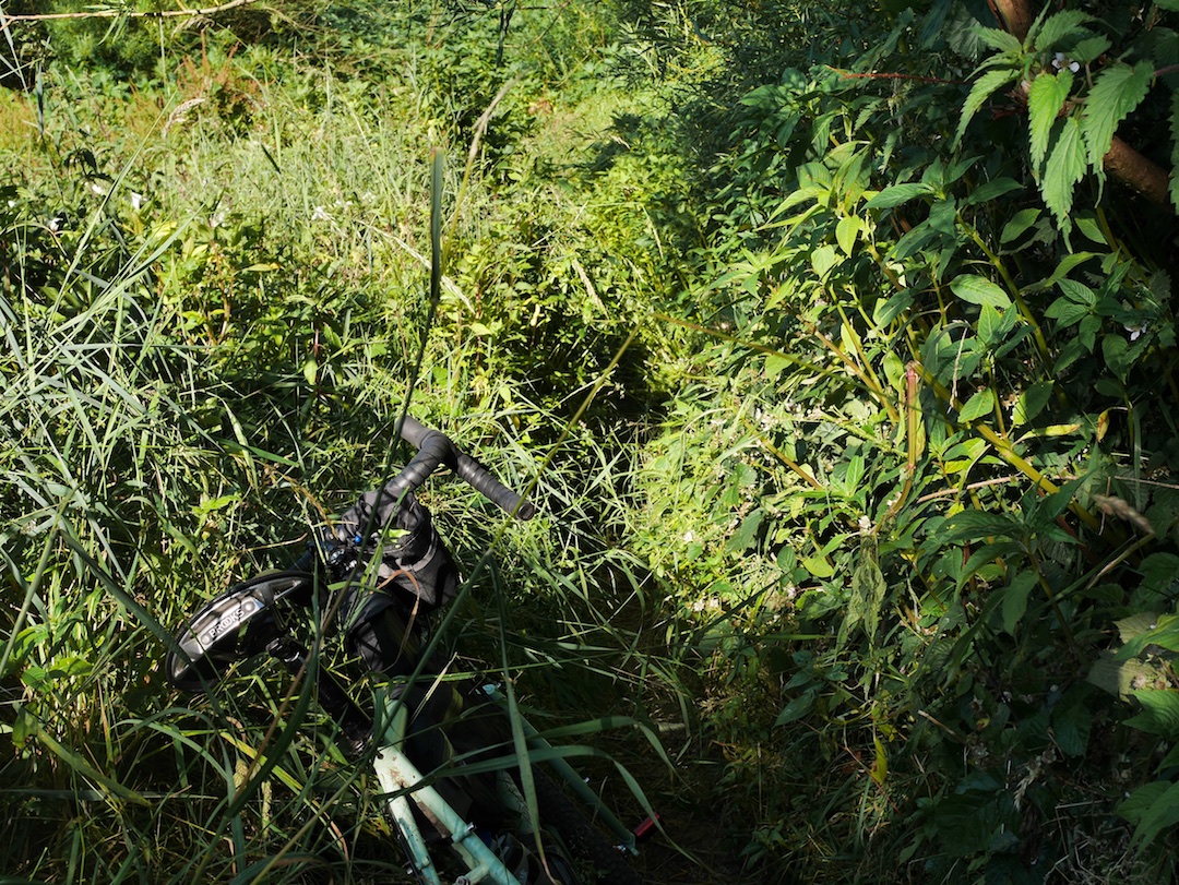 Overgrown singletrack along the River Mersey