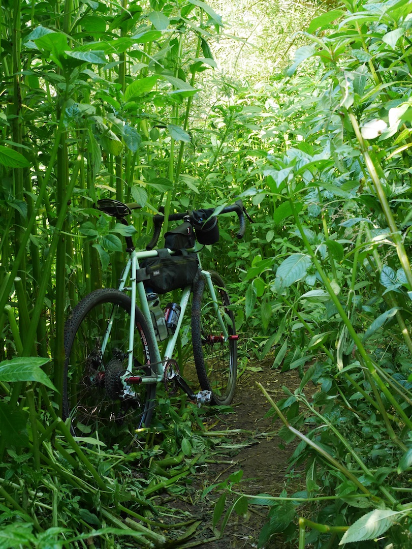 Enormous foliage, just by the River Mersey