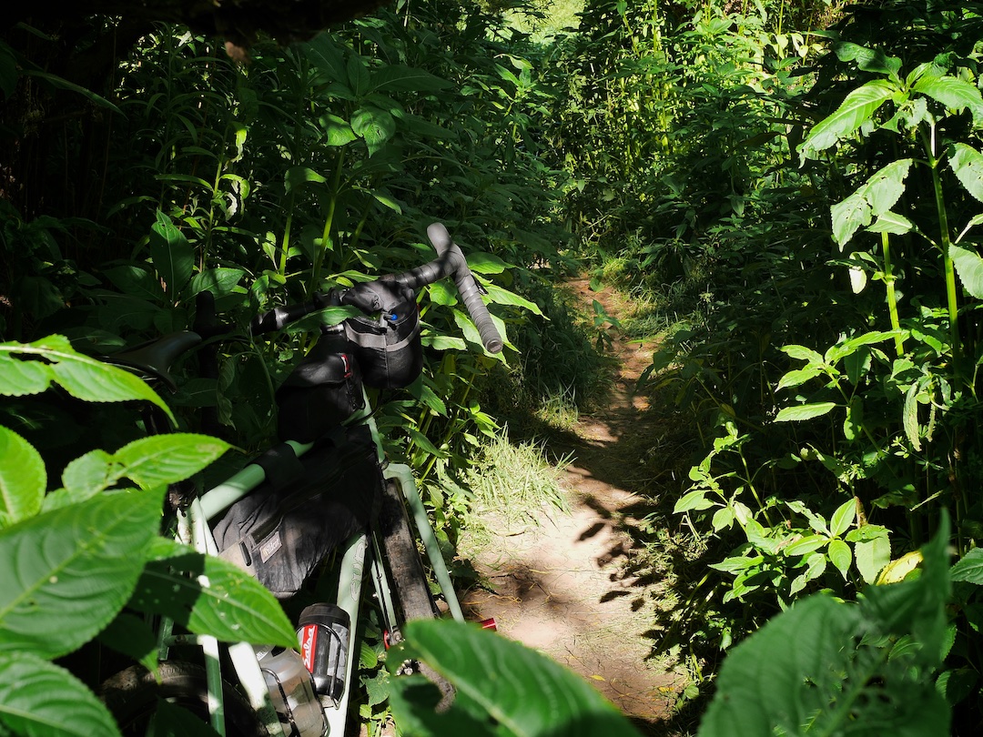 Deep in the woods, along the River Mersey